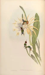 Calothorax heliodor = Chaetocercus heliodor